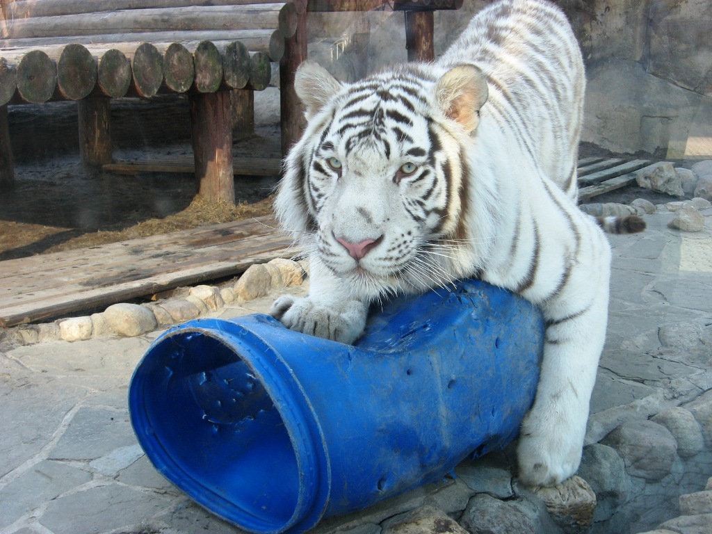 Белый тигр играет