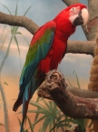 красный попугай