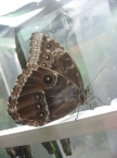 Тропическая бабочка