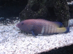 Седлоспинная анемоновая рыба
